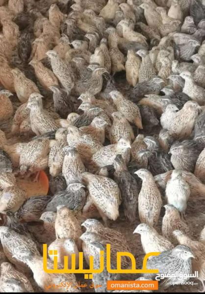 سمان للبيع 3حبات بريال