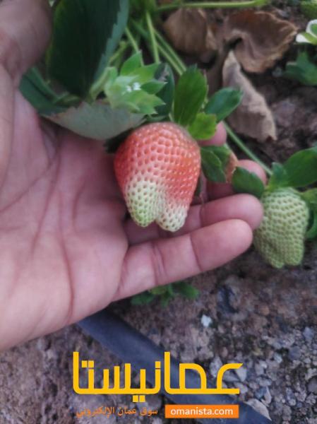 مزرعه للبيع
