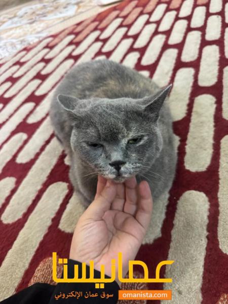 سنورة انثى سكوتش