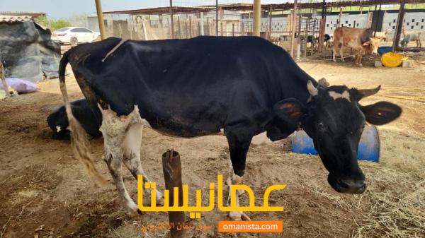 بقرة هولندية للبيع