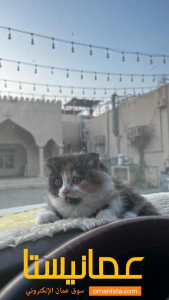 سنورة انثى