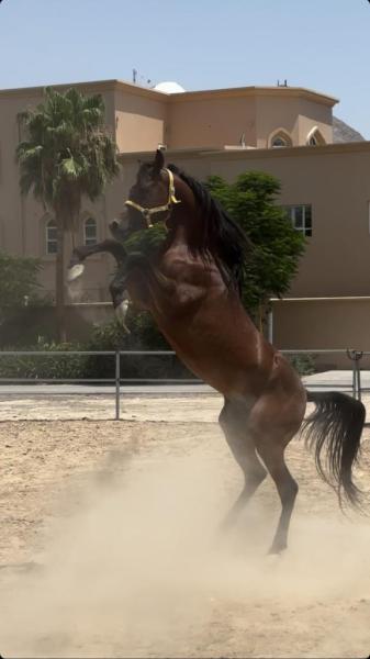 خيل عربي اصيل جمال