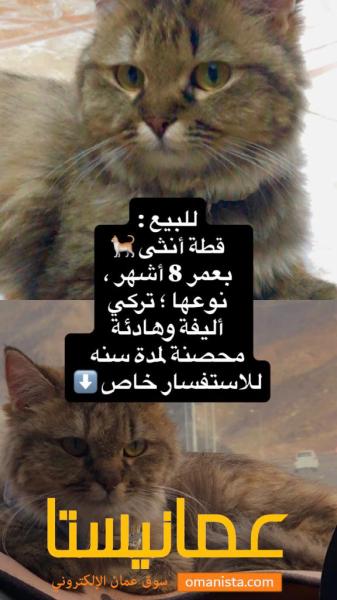 قطة للبيع ?