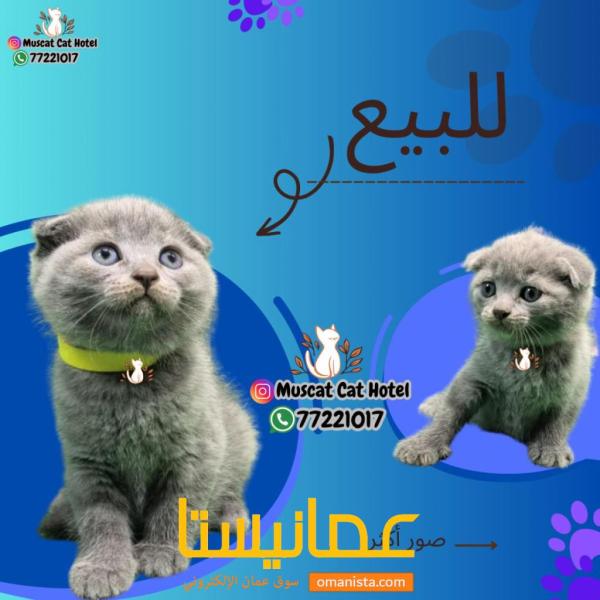 كيتنز سكوتش فولد وسكوتش استريت بلو العمر شهرين